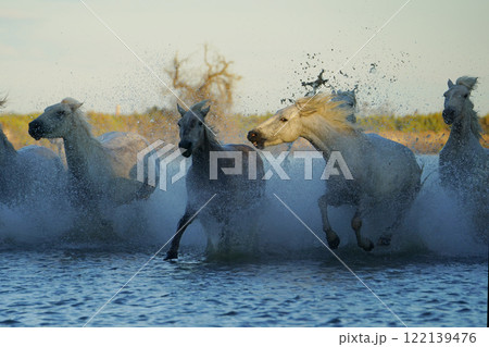 疾走する白馬 122139476