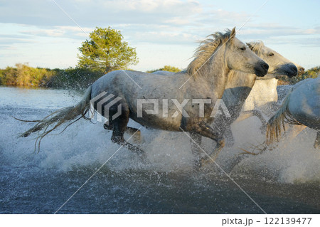 疾走する白馬 疾走する白馬 122139477