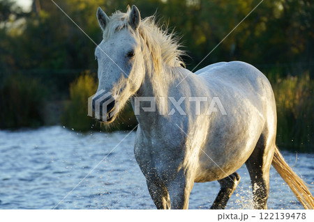 水辺の白馬 水辺の白馬 122139478