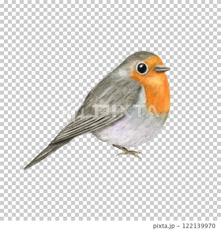 Watercolor sitting red Robin Bird illustration. Spring cute little bird with orange breast. European Erithacus rubecula for Valentine day, mother day cards, greetings, Christmas design 122139970