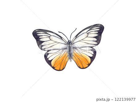 White orange and black Butterfly clip art watercolor hand painted illustration. Flying, fluttering moth insect element in realistic style. Beautiful insect for celebrate invitation decor, design 122139977