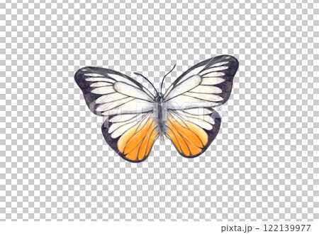 White orange and black Butterfly clip art watercolor hand painted illustration. Flying, fluttering moth insect element in realistic style. Beautiful insect for celebrate invitation decor, design 122139977