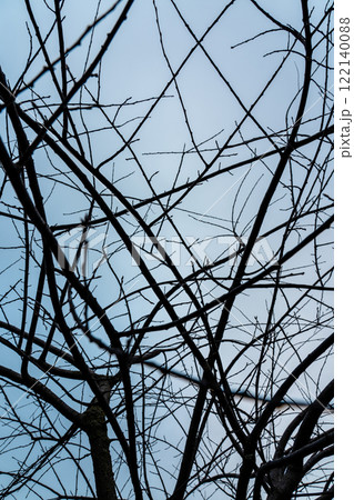 Tree branches against the sky, abstraction, interlacing, maximalism, background 122140088