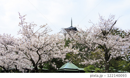 三渓園の桜　 122140093