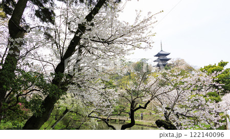 三渓園の桜　 122140096
