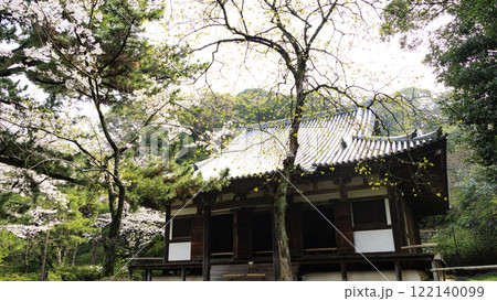 三渓園の桜　 122140099