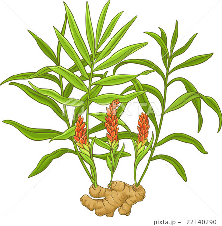 Ginger Plant with Flowers, Root and Leaves Detailed Colored Illustration. Ginger Plant with Flowers, Root and Leaves Detailed Colored Illustration. 122140290