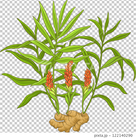 Ginger Plant with Flowers, Root and Leaves Detailed Colored Illustration. Ginger Plant with Flowers, Root and Leaves Detailed Colored Illustration. 122140290