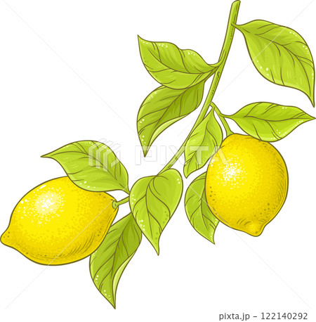 ripe lemons with green leaves 122140292