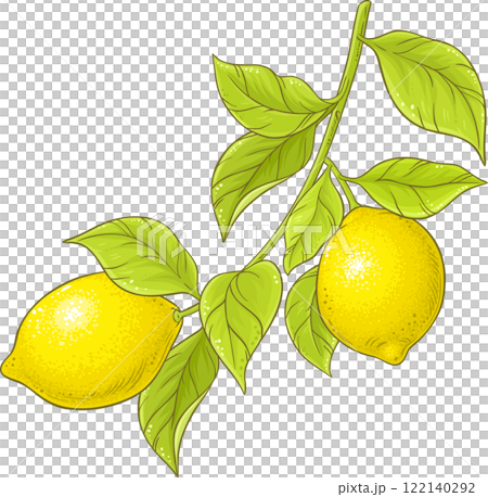 ripe lemons with green leaves 122140292