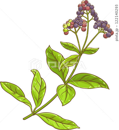 Allspice Plant with Berries and Leaves Colored Detailed Illustration. 122140293