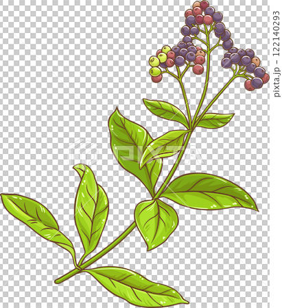 Allspice Plant with Berries and Leaves Colored Detailed Illustration. 122140293