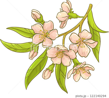 a branch of almond  flowers with leaves 122140294