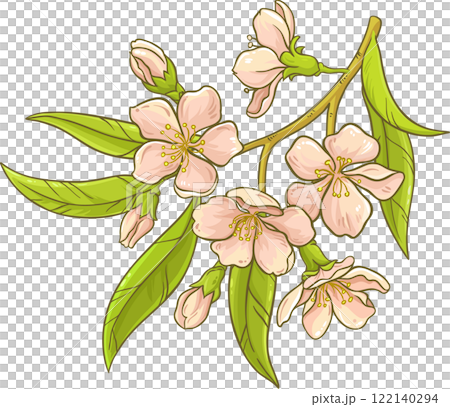 a branch of almond  flowers with leaves 122140294