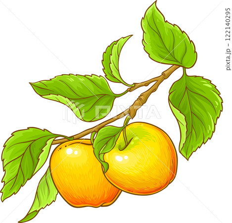 apple branch vector isolated 122140295