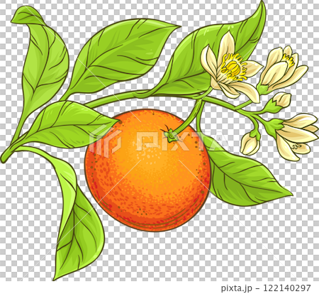 Grapefruit Branch  with Flowers, Fruits  and Leaves Colored Detailed Illustration. 122140297
