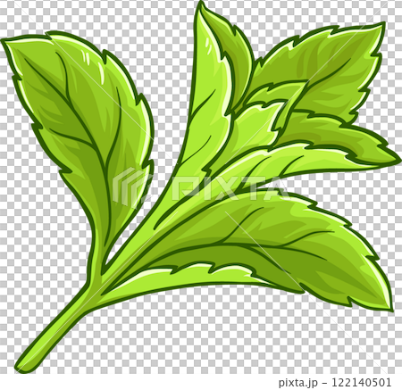 Stevia Plant illustration Stevia Plant illustration 122140501