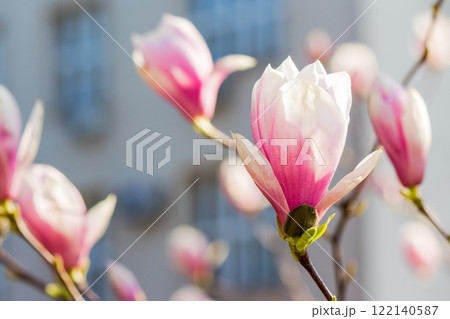 branch of magnolia in full bloom. showy flora. nature background in spring. uzhhorod, europe branch of magnolia in full bloom. showy flora. nature background in spring. uzhhorod, europe 122140587