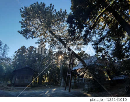 群馬県明和町川俣の栗嶋神社　御神木の大黒マツ 122141010