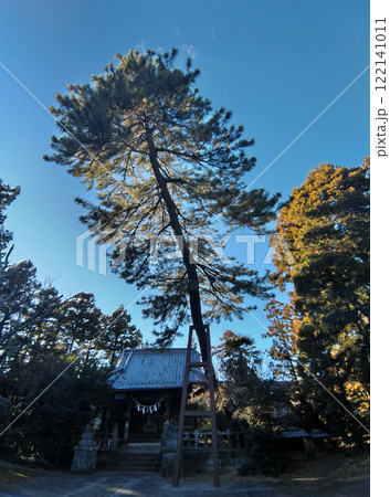 群馬県明和町川俣の栗嶋神社　御神木の大黒マツ 122141011