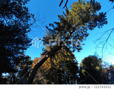 群馬県明和町川俣の栗嶋神社　御神木の大黒マツ 122141012