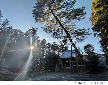 群馬県明和町川俣の栗嶋神社　御神木の大黒マツ 122141013
