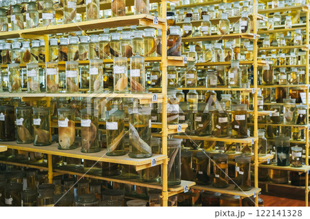 flasks and test tubes with samples of snakes and marine animals, fish on shelf of scientific laboratory flasks and test tubes with samples of snakes and marine animals, fish on shelf of scientific laboratory 122141328