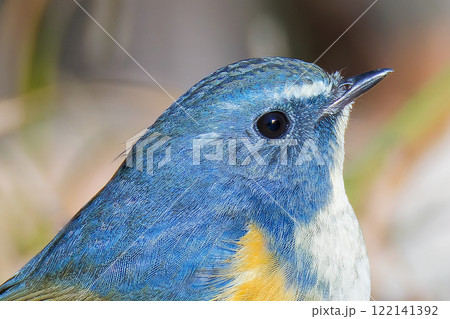 ルリビタキ、顔アップ ルリビタキ、顔アップ 122141392