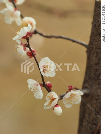 梅（春や、合格祈願などに） 122141636