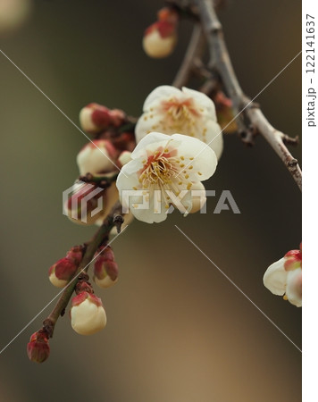 梅（春や、合格祈願などに） 122141637