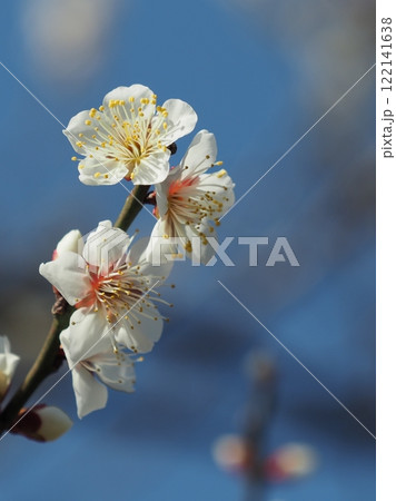梅（春や、合格祈願などに） 122141638