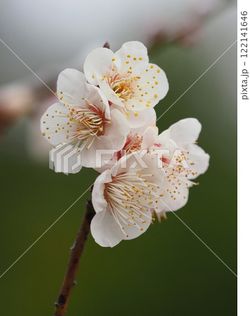 梅（春や、合格祈願などに） 122141646