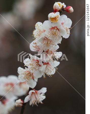 梅（春や、合格祈願などに） 122141647