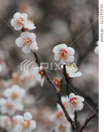 梅（春や、合格祈願などに） 122141650