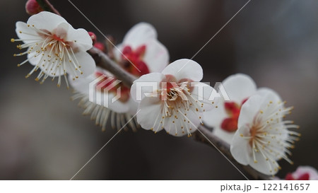 梅(春や、合格祈願などに) 梅(春や、合格祈願などに) 122141657
