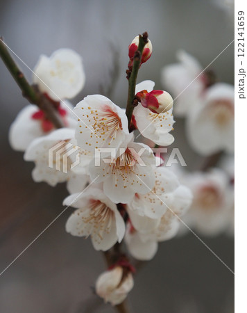 梅（春や、合格祈願などに） 122141659