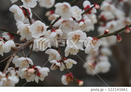 梅（春や、合格祈願などに） 122141661