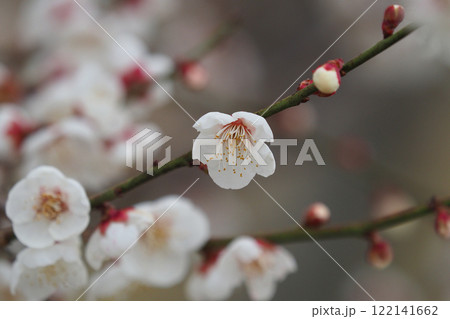梅（春や、合格祈願などに） 122141662