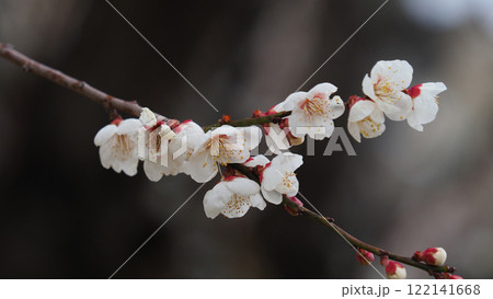 梅（春や、合格祈願などに） 122141668