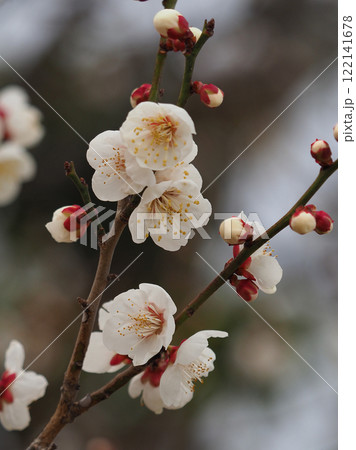 梅（春や、合格祈願などに） 122141678