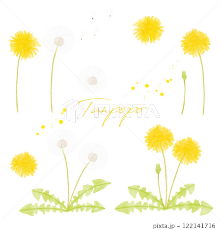 たんぽぽの手描き水彩画イラスト2 122141716