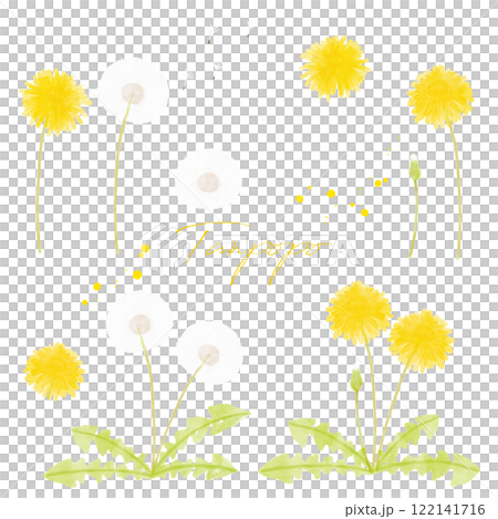 たんぽぽの手描き水彩画イラスト2 122141716