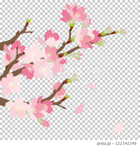 Beautiful vector illustration of cherry blossoms in full bloom 122142148