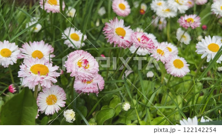 Blooming pink and white english daisies fill a vibrant field of lush green grass, creating a cheerful and serene spring landscape Blooming pink and white english daisies fill a vibrant field of lush green grass, creating a cheerful and serene spring landscape 122142254