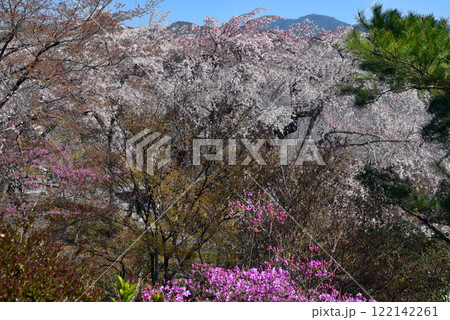 春の天龍寺 枝垂れ桜と三葉躑躅 春の天龍寺 枝垂れ桜と三葉躑躅 122142261