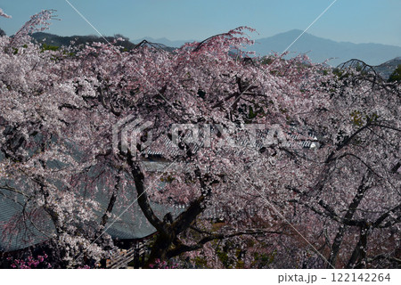 春の天龍寺　枝垂れ桜 122142264