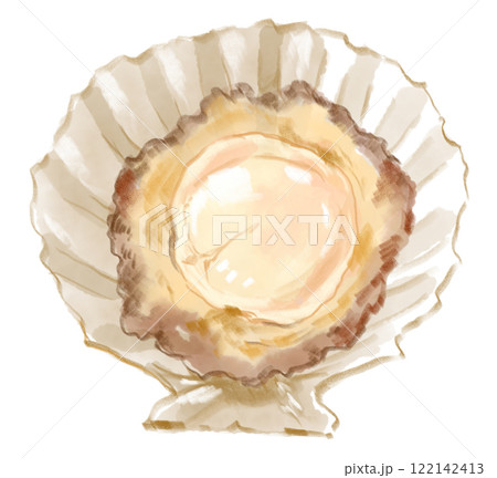 新鮮で美味しそうなホタテのリアルな水彩イラスト 新鮮で美味しそうなホタテのリアルな水彩イラスト 122142413