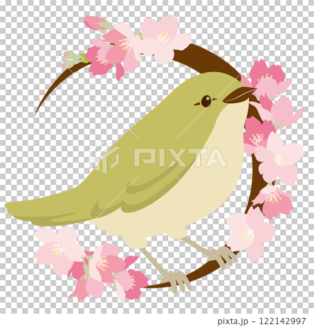 ウグイスと美しい桜のベクターイラスト 122142997