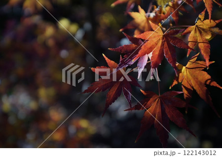 鮮やかな紅葉 鮮やかな紅葉 122143012