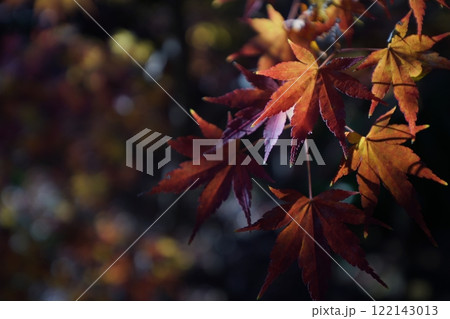 鮮やかな紅葉 122143013